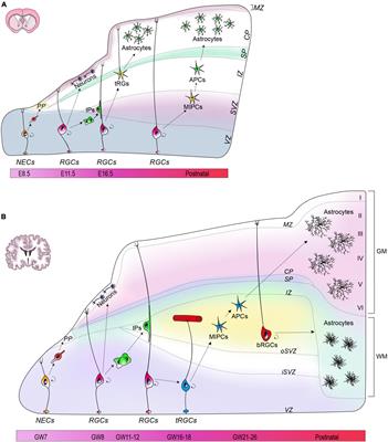 Human and mouse cortical astrocytes: a comparative view from development to morphological and functional characterization